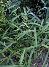 Leersia lenticularis
